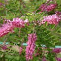 Indigofera potaninii fleur